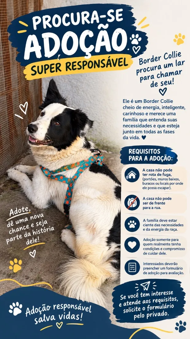 Cachorro raça Pastor Alemão idade 2 anos nome logan