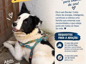Cachorro raça Pastor Alemão idade 2 anos nome logan