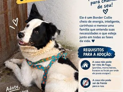Cachorro raça Pastor Alemão idade 2 anos nome logan