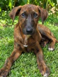 Raja