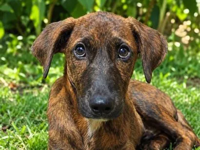 Cachorro raça SRD-ViraLata idade 2 a 6 meses nome Raja