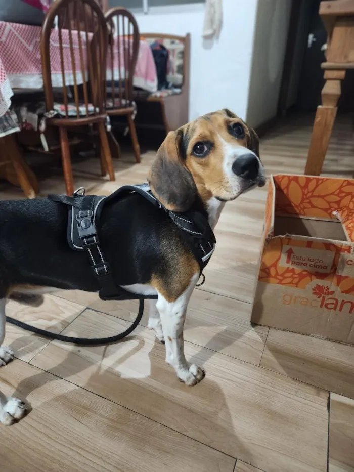 Cachorro raça SRD-ViraLata idade 7 a 11 meses nome Billy