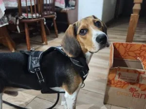 Cachorro raça SRD-ViraLata idade 7 a 11 meses nome Billy