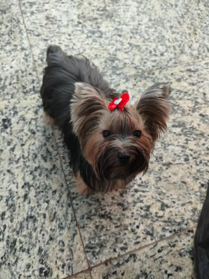 Cachorro raça Yorkshire Terrier  idade 3 anos nome Amora 