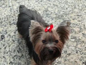 Cachorro raça Yorkshire Terrier  idade 3 anos nome Amora 