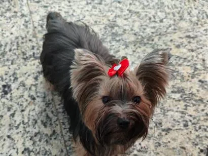 Cachorro raça Yorkshire Terrier  idade 3 anos nome Amora 