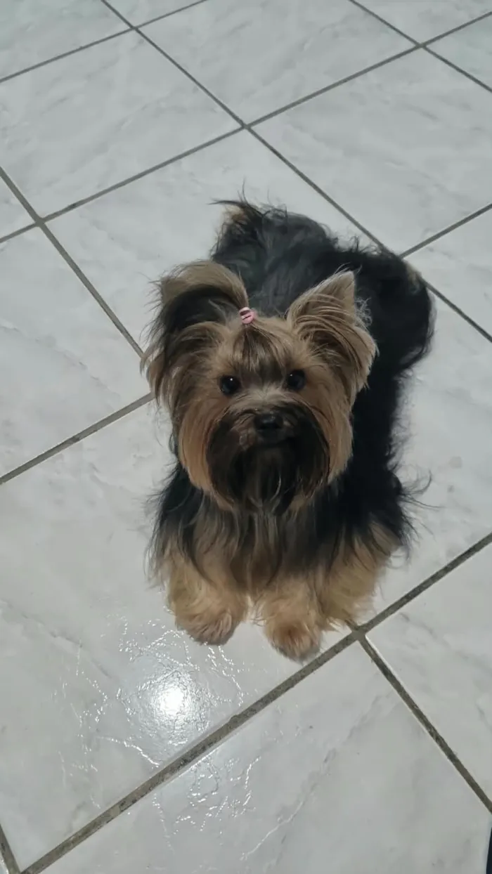 Cachorro raça Yorkshire Terrier  idade 3 anos nome Amora 