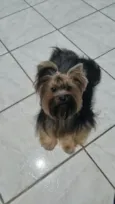 Amora