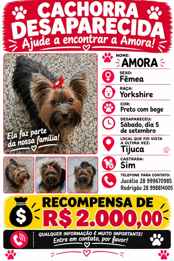 Cachorro raça Yorkshire Terrier  idade 3 anos nome Amora 