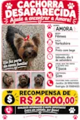 Amora