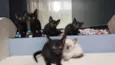 bebês para adoção