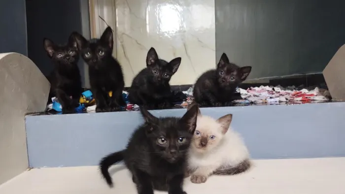 Gato raça SRD-ViraLata idade 2 a 6 meses nome bebês para adoção