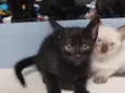 bebês para adoção