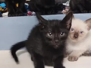 Gato raça SRD-ViraLata idade 2 a 6 meses nome bebês para adoção