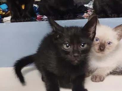 Gato raça SRD-ViraLata idade 2 a 6 meses nome bebês para adoção