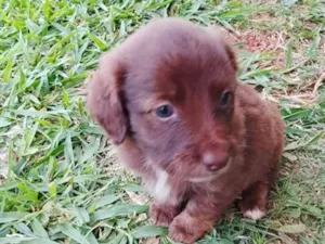 Cachorro raça SRD-ViraLata idade Abaixo de 2 meses nome Alpino