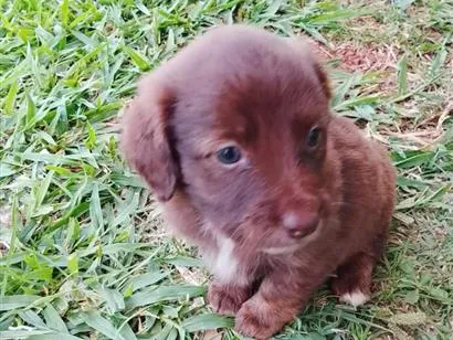 Cachorro raça SRD-ViraLata idade Abaixo de 2 meses nome Alpino