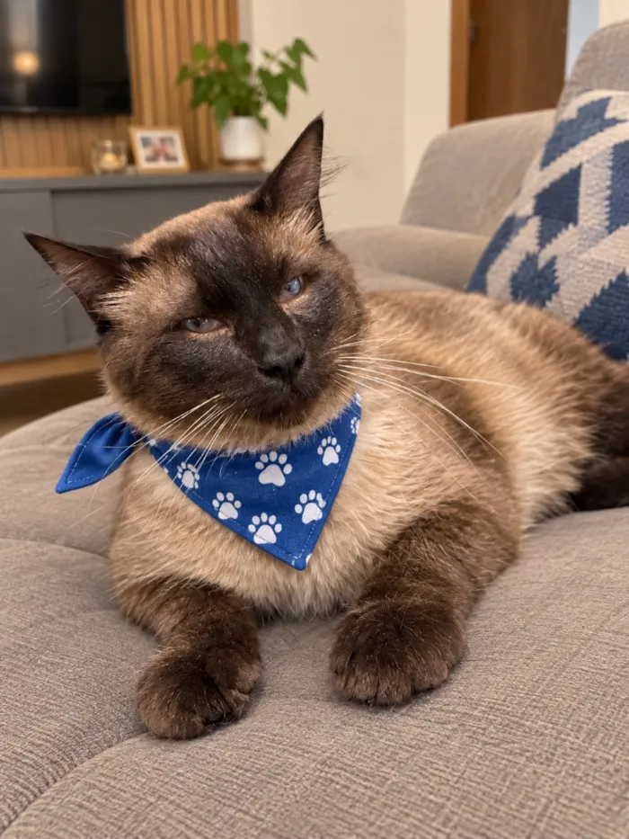 Gato raça Siamês idade 1 ano nome Nino 