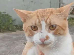 Gato raça SRD-ViraLata idade 7 a 11 meses nome Romeu