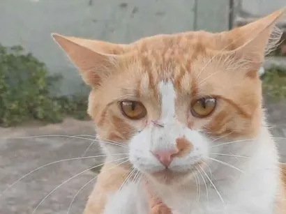 Gato raça SRD-ViraLata idade 7 a 11 meses nome Romeu
