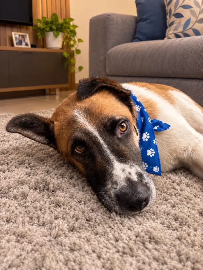 Cachorro raça SRD-ViraLata idade 2 anos nome Theo 