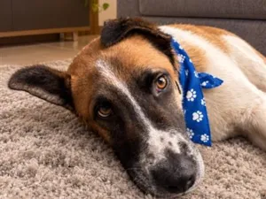 Cachorro raça SRD-ViraLata idade 2 anos nome Theo 