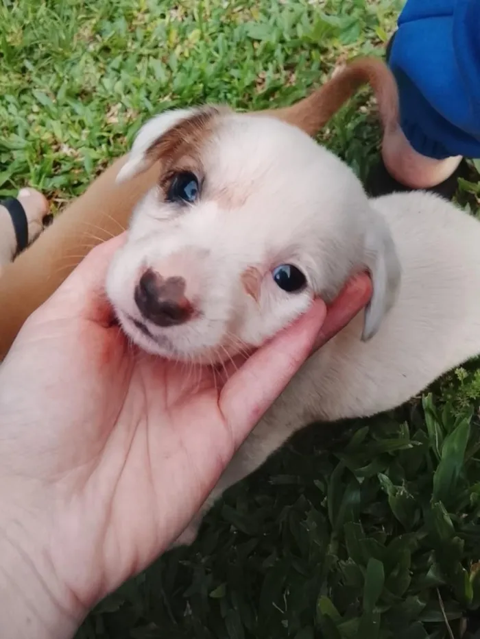 Cachorro raça SRD-ViraLata idade Abaixo de 2 meses nome Pintada