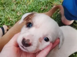 Cachorro raça SRD-ViraLata idade Abaixo de 2 meses nome Pintada