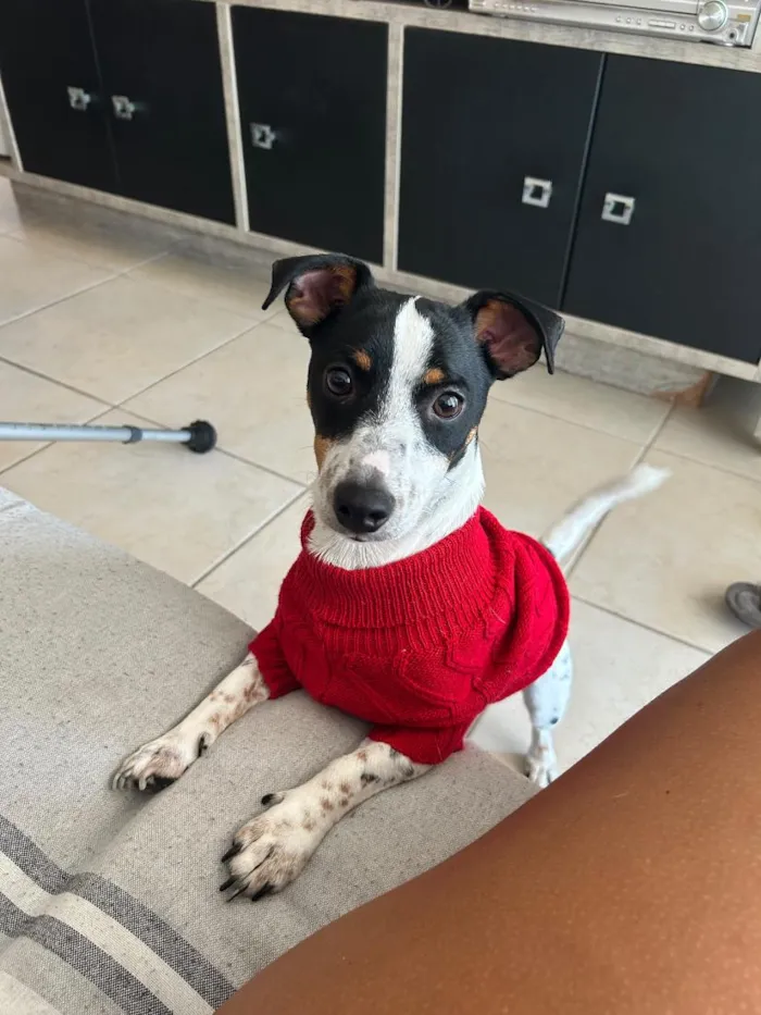 Cachorro raça SRD-ViraLata idade 2 anos nome Rocky