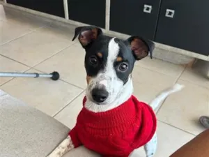 Cachorro raça SRD-ViraLata idade 2 anos nome Rocky
