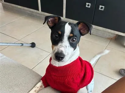 Cachorro raça SRD-ViraLata idade 2 anos nome Rocky