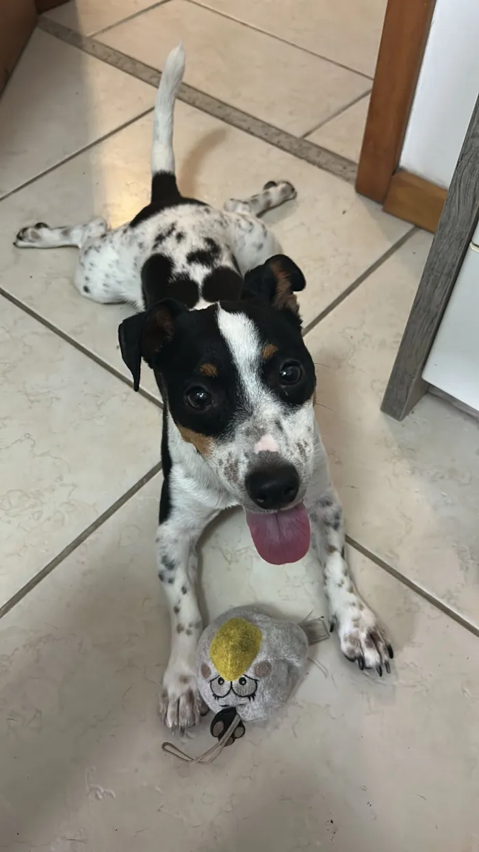Cachorro raça SRD-ViraLata idade 2 anos nome Rocky