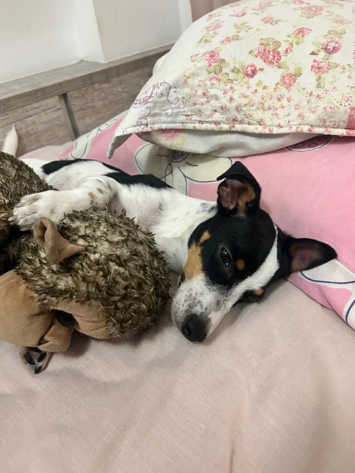 Cachorro raça SRD-ViraLata idade 2 anos nome Rocky