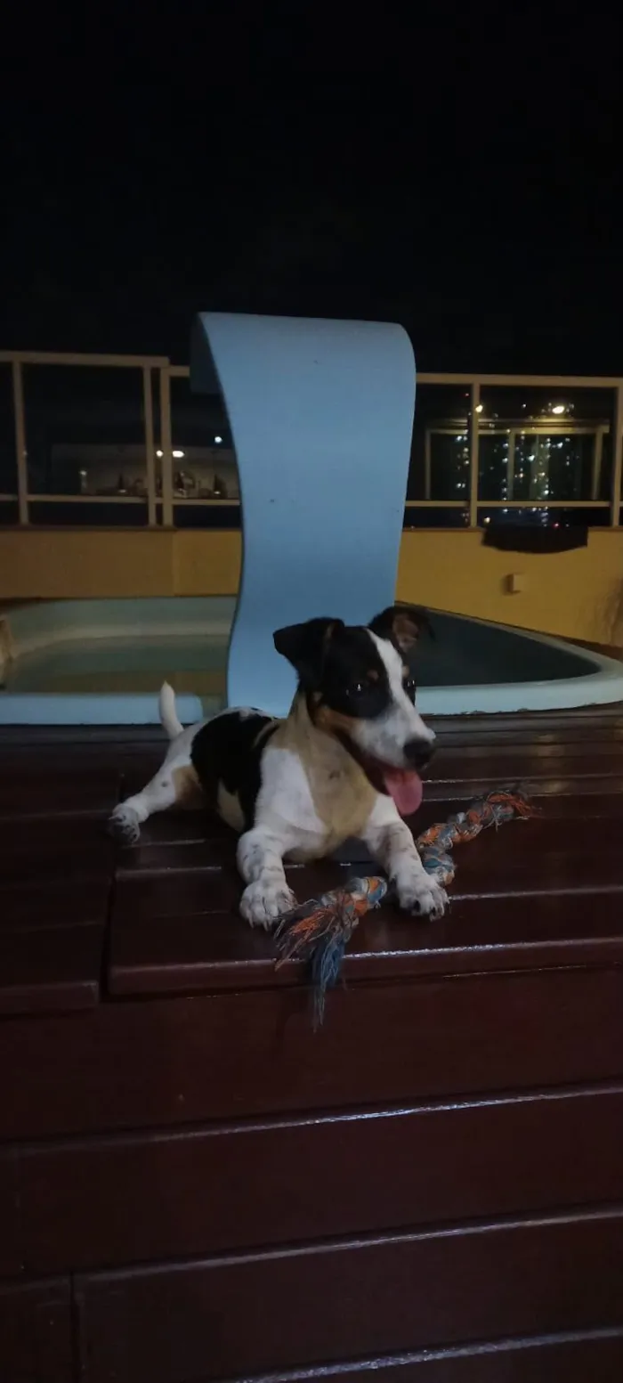 Cachorro raça SRD-ViraLata idade 2 anos nome Rocky