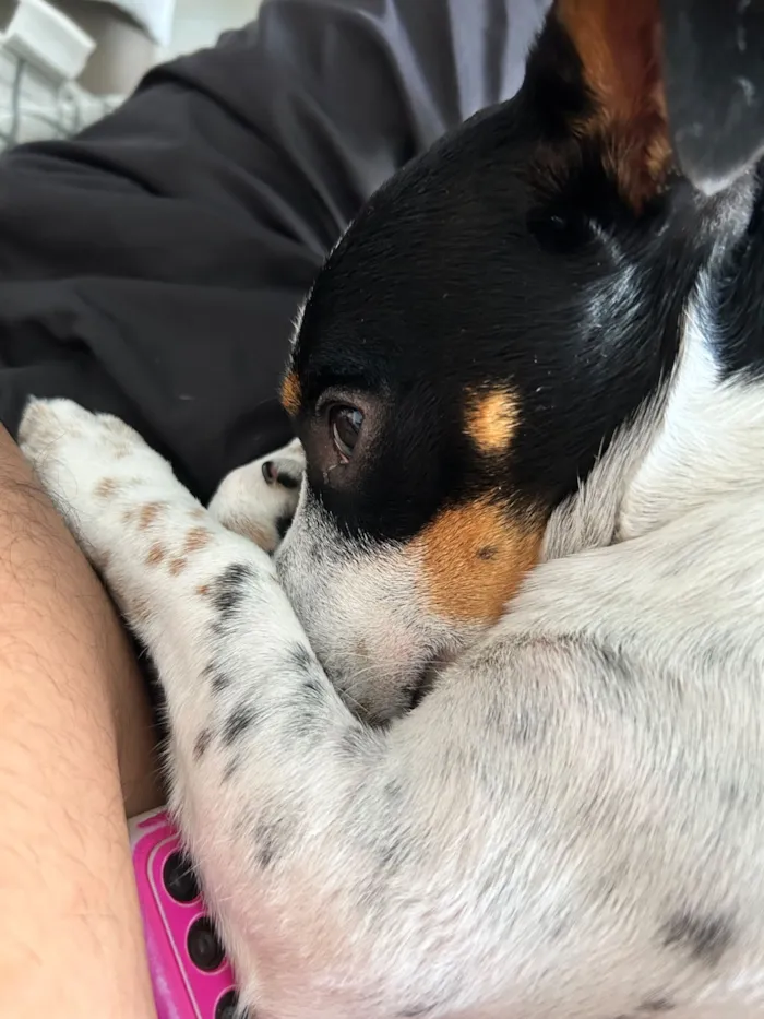 Cachorro raça SRD-ViraLata idade 2 anos nome Rocky