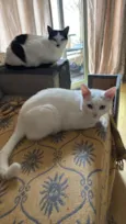 Mingau