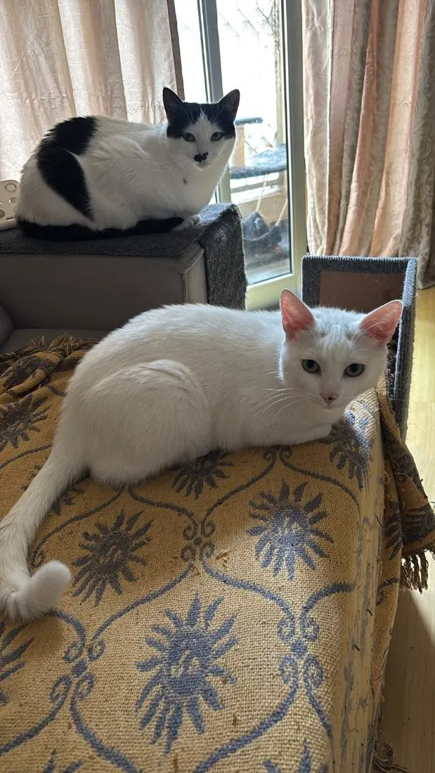 Gato raça SRD-ViraLata idade 2 anos nome Mingau