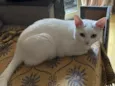 Mingau