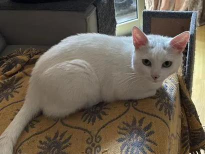 Gato raça SRD-ViraLata idade 2 anos nome Mingau