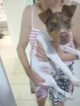 Milo - Fox Paulistinha