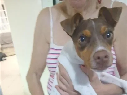 Cachorro raça SRD-ViraLata idade 2 a 6 meses nome Milo - Fox Paulistinha