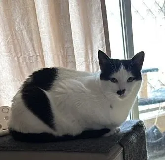 Gato raça SRD-ViraLata idade 6 ou mais anos nome Frajola