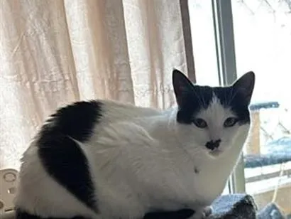 Gato raça SRD-ViraLata idade 6 ou mais anos nome Frajola