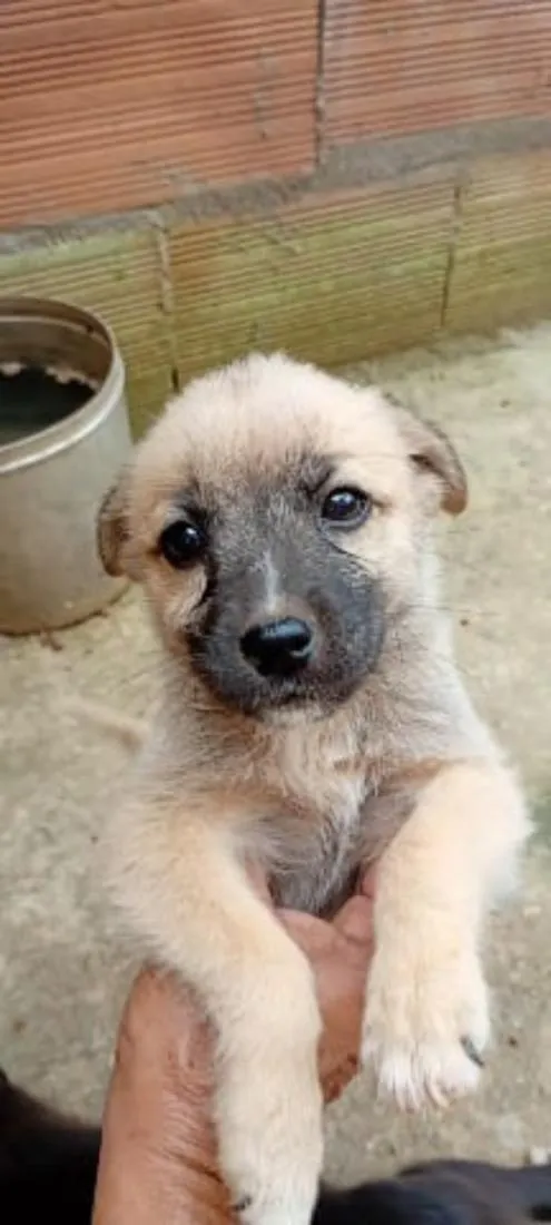 Cachorro raça SRD-ViraLata idade 2 a 6 meses nome Lindinha