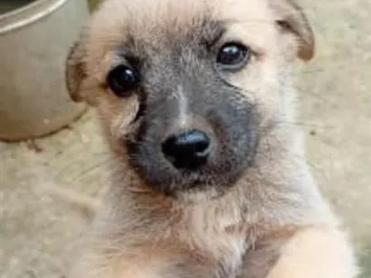Cachorro raça SRD-ViraLata idade 2 a 6 meses nome Lindinha
