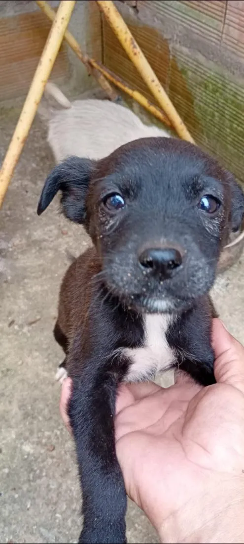 Cachorro raça SRD-ViraLata idade 2 a 6 meses nome Pretinho