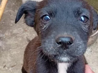 Cachorro raça SRD-ViraLata idade 2 a 6 meses nome Pretinho