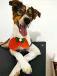 Toby