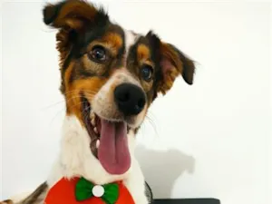 Cachorro raça SRD-ViraLata idade 1 ano nome Toby