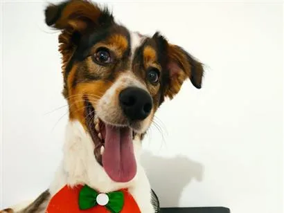 Cachorro raça SRD-ViraLata idade 1 ano nome Toby